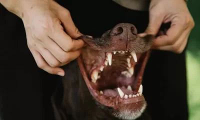 4 Legal Missteps in Dog Bite Cases That Could Cost You